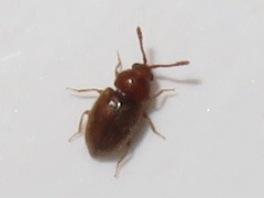 Anchicera