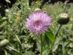 Cirsium arvense integrifolium
