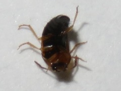 Tachyporus dispar