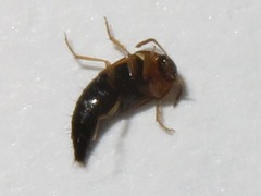 Tachyporus dispar