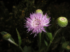 Cirsium arvense integrifolium