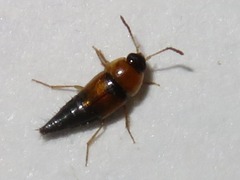 Tachyporus dispar