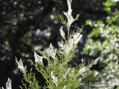 Juniperus thurifera