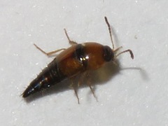 Tachyporus dispar