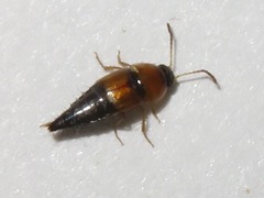 Tachyporus dispar