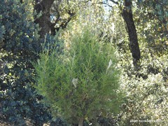 Juniperus thurifera