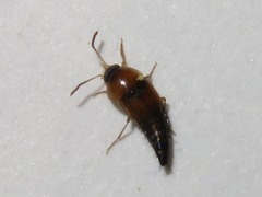 Tachyporus dispar