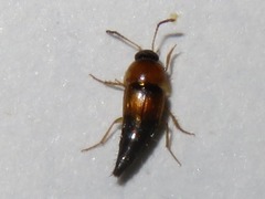 Tachyporus dispar