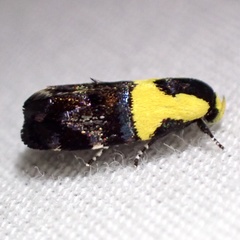 Rectiostoma xanthobasis