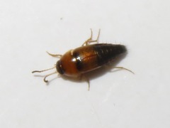 Tachyporus dispar