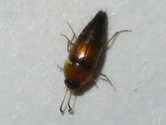 Tachyporus dispar