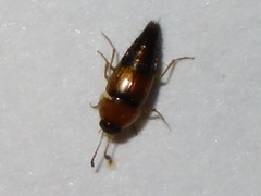 Tachyporus dispar