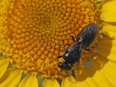 Hylaeus nigritus