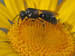 Hylaeus nigritus