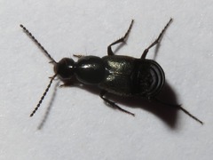 Philonthus cognatus