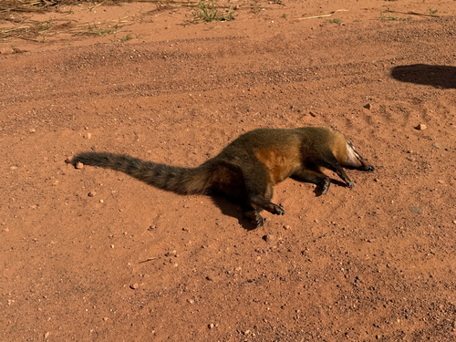 South American Coati