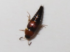 Tachyporus dispar