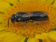 Hylaeus nigritus