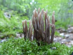 Clavaria rubicundula