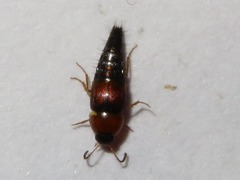 Tachyporus dispar