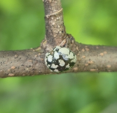 Calico scale