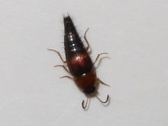 Tachyporus dispar