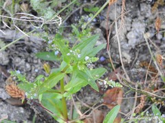 Veronica anagalloides
