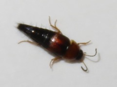 Tachyporus dispar