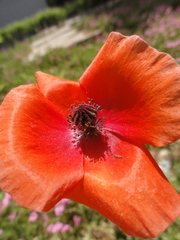 Papaver rhoeas