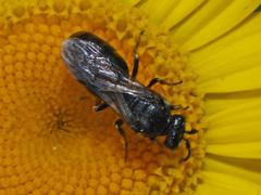 Hylaeus nigritus