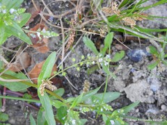 Veronica anagalloides
