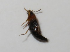 Tachyporus dispar