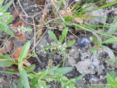 Veronica anagalloides