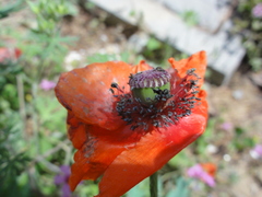 Papaver rhoeas