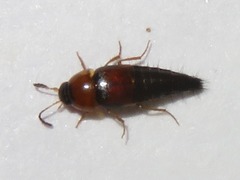 Tachyporus dispar