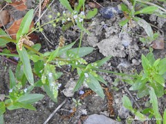 Veronica anagalloides