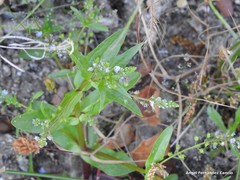Veronica anagalloides