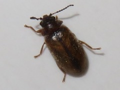 Contacyphon laevipennis