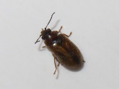 Contacyphon laevipennis