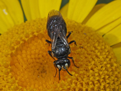 Hylaeus nigritus