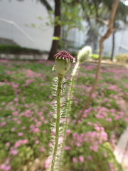Papaver rhoeas