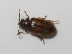 Contacyphon laevipennis