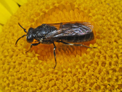 Hylaeus nigritus