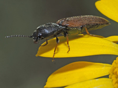 Agriotes ustulatus