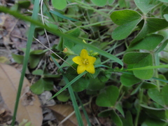 Lysimachia grammica