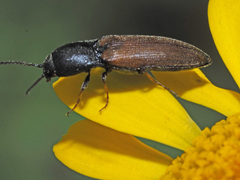 Agriotes ustulatus