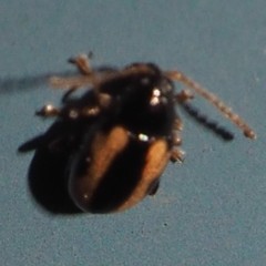 Phyllotreta ochripes