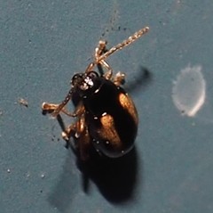 Phyllotreta ochripes