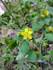 Lysimachia grammica