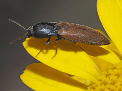 Agriotes ustulatus